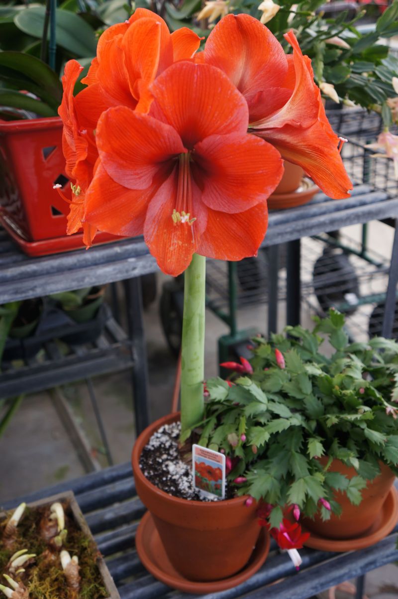how long does it take to force an amaryllis bulb